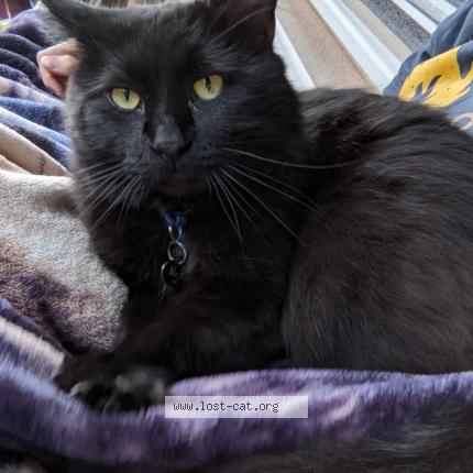 Photo 1/1 Tom Chat perdu à Denver