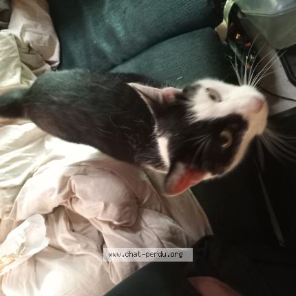 Photo 1/1 Speedy Chat perdu à Lons le saunier