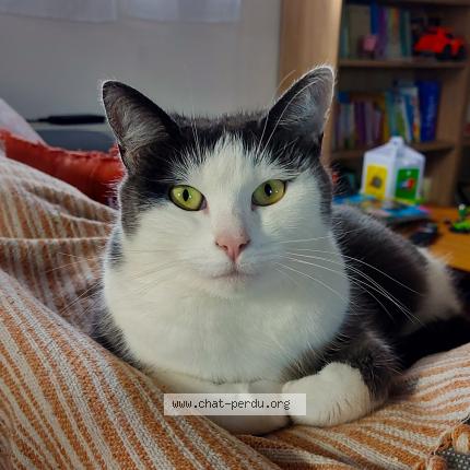 Photo 1/1 Chat retrouvé Perdu à Le Havre