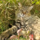 Photo de chat perdu à Aix En Provence