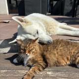 Photo de chat perdu à Castries