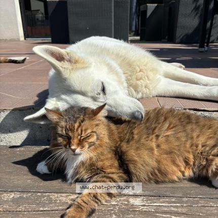 Photo 1/1 Chat retrouvé Perdu à Castries