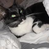 Photo de chat perdu à Saint Pryve Saint Mesmin