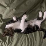 Photo de chat perdu à Dijon