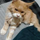 Photo de chat trouvé à Cambrai