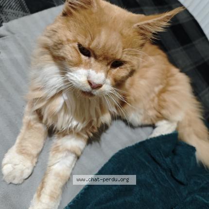 Photo de chat trouvé à Cambrai