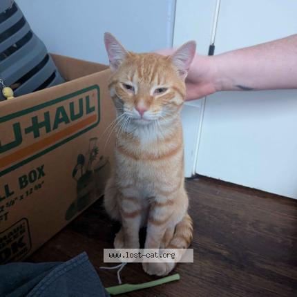 Photo 1/1 Chat trouvé Trouvé à Chicago