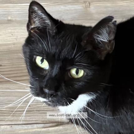 Photo 1/1 Jilly aka Jill Chat perdu à Baltimore