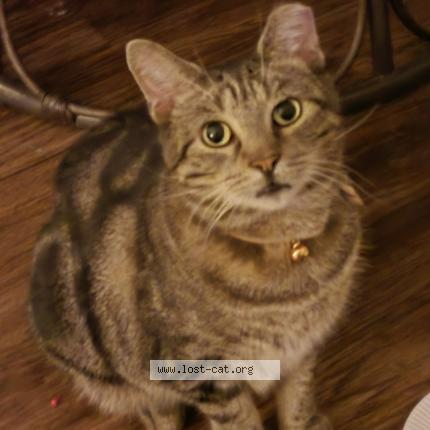 Photo 1/1 KitKat Chat perdu à Fort worth