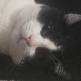 Photo de chat perdu à Villiers Le Bel