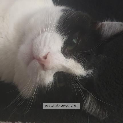 Photo 1/3 Domino Chat perdu à Villiers le bel