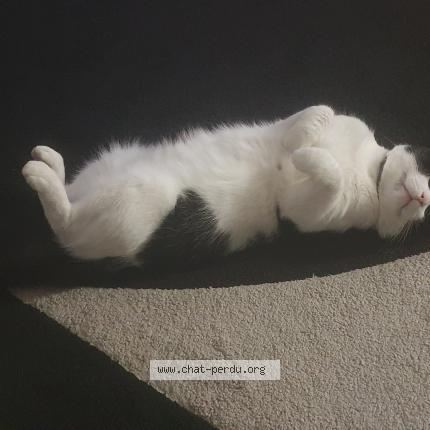 Photo 2/3 Domino Chat perdu à Villiers le bel