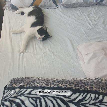 Photo 3/3 Domino Chat perdu à Villiers le bel