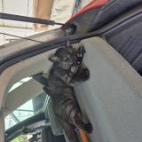 Photo de chat perdu à Breuillet