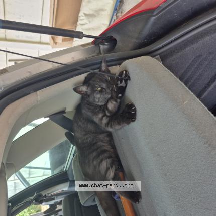 Photo 1/1 Simba Chat perdu à Breuillet