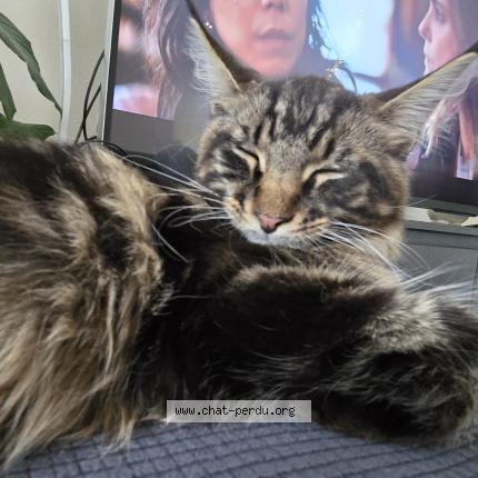 Photo 1/1 Loki Chat perdu à Nimy