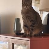 Photo de chat perdu à Palermo