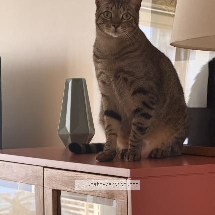 Photo 1/1 Chiquito Chat perdu à Palermo