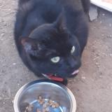 Photo de chat trouvé à Evry Courcouronnes