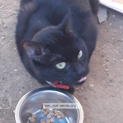 Photo 1/1 Chat retrouvé Trouvé à Evry Courcouronnes