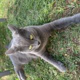 Photo de chat perdu à Meaux