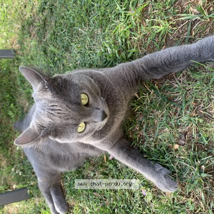 Photo 1/1 Chat retrouvé Perdu à Meaux