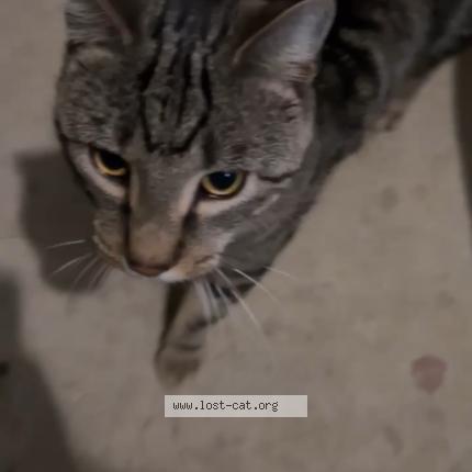 Photo 1/1 Chat trouvé Trouvé à Temple hills