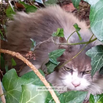 Photo 1/1 Chat trouvé Trouvé à Bordeaux