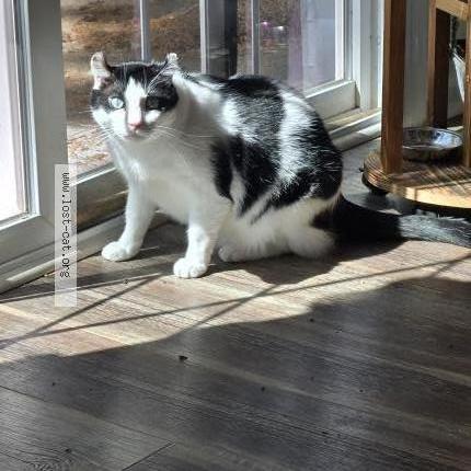 Photo 1/1 Mr tinkles Chat perdu à Charlotte