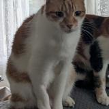 Photo de chat perdu à Saint Leu D Esserent