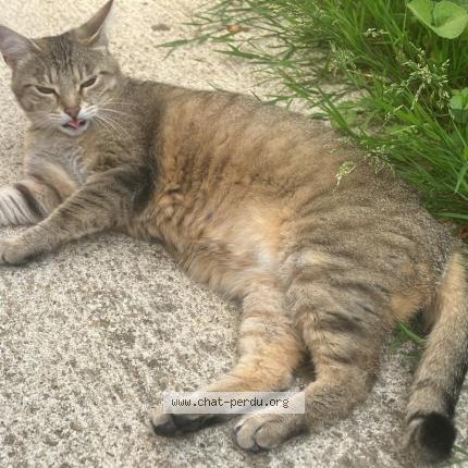 Photo 1/1 Chat retrouvé Perdu à Les chapelles bourbon