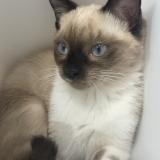 Photo de chat perdu à Lyon