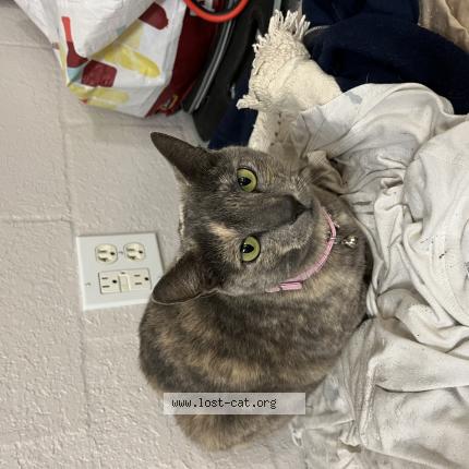 Photo 1/1 Melnda Chat perdu à Spring hill