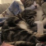 Photo de chat perdu à Plouasne