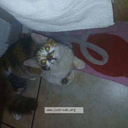 Photo 1/1 Priceless Chat perdu à Chico