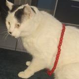 Photo de chat perdu à Puy Du Lac