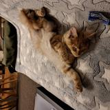 Photo de chat perdu à Angouleme