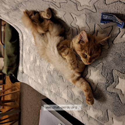 Photo de chat perdu à Angouleme