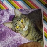 Photo de chat perdu à North Branch