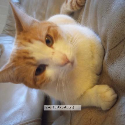 Photo 1/1 Rocket Chat perdu à Washington