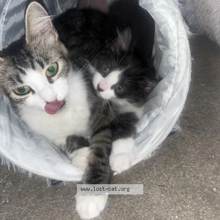 Photo 1/1 Willow Chat perdu à Huntington beach