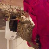 Photo de chat trouvé à Merignies