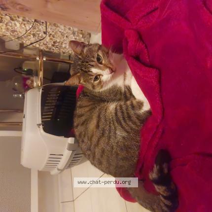 Photo 1/1 Chat retrouvé Trouvé à Merignies