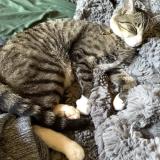 Photo de chat perdu à Mesa