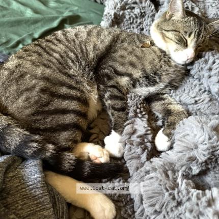 Photo 1/1 Papa Mew Chat perdu à Mesa