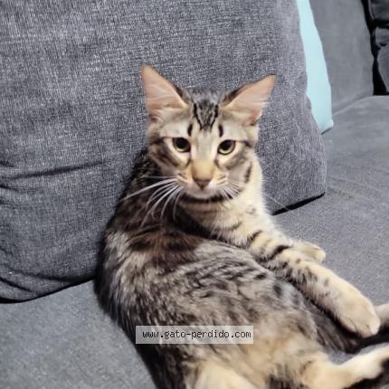 Photo 1/1 Kobe ortiz Chat perdu à Tocoa