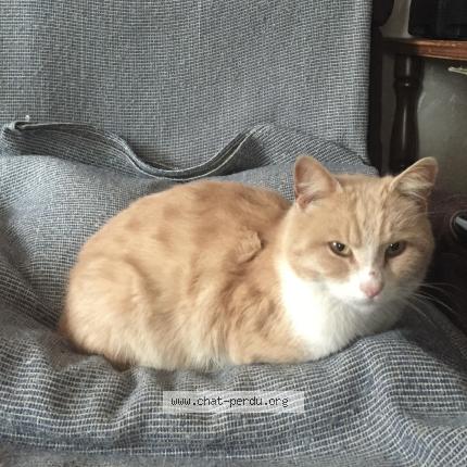 Photo 1/1 Chat trouvé Trouvé à Archettes