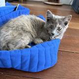 Photo de chat perdu à Morlaix