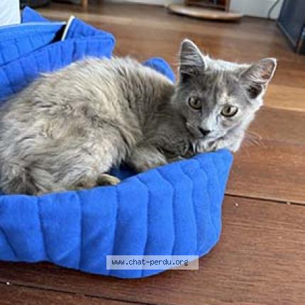 Photo de chat perdu à Morlaix
