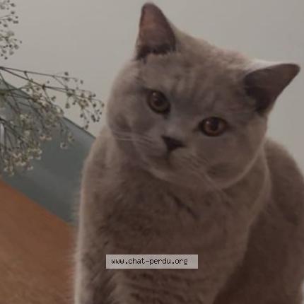 Photo 1/1 Chat retrouvé Perdu à Antwerpen